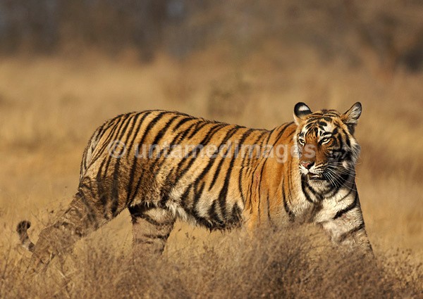 Royal bengal tiger - 1 - India