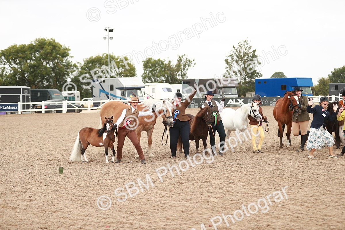 SBM_11937 - Class 206 IH Non Show Type Pony