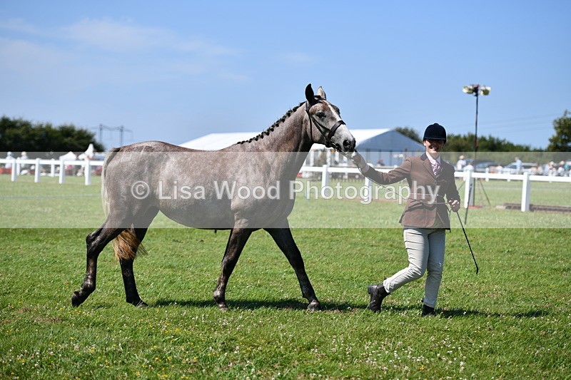 DSC_6728 - Class 57: Hunter/Riding Horse/Hack 1, 2 & 3 yr olds