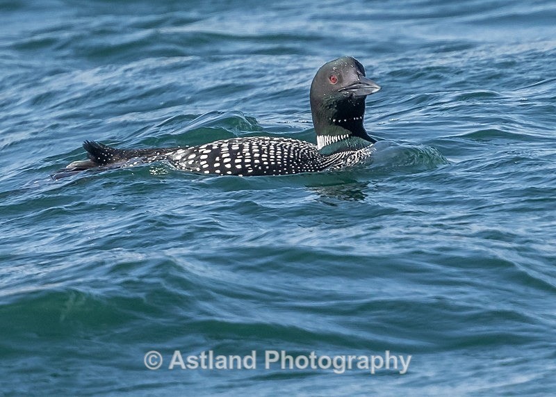 Astland Photography, Bird and Wildlife Images, Susan and Peter Wilson, U.K.