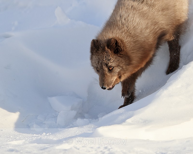 Arctic Fox coming down slope, Svalbard, Norway - Arctic Fox