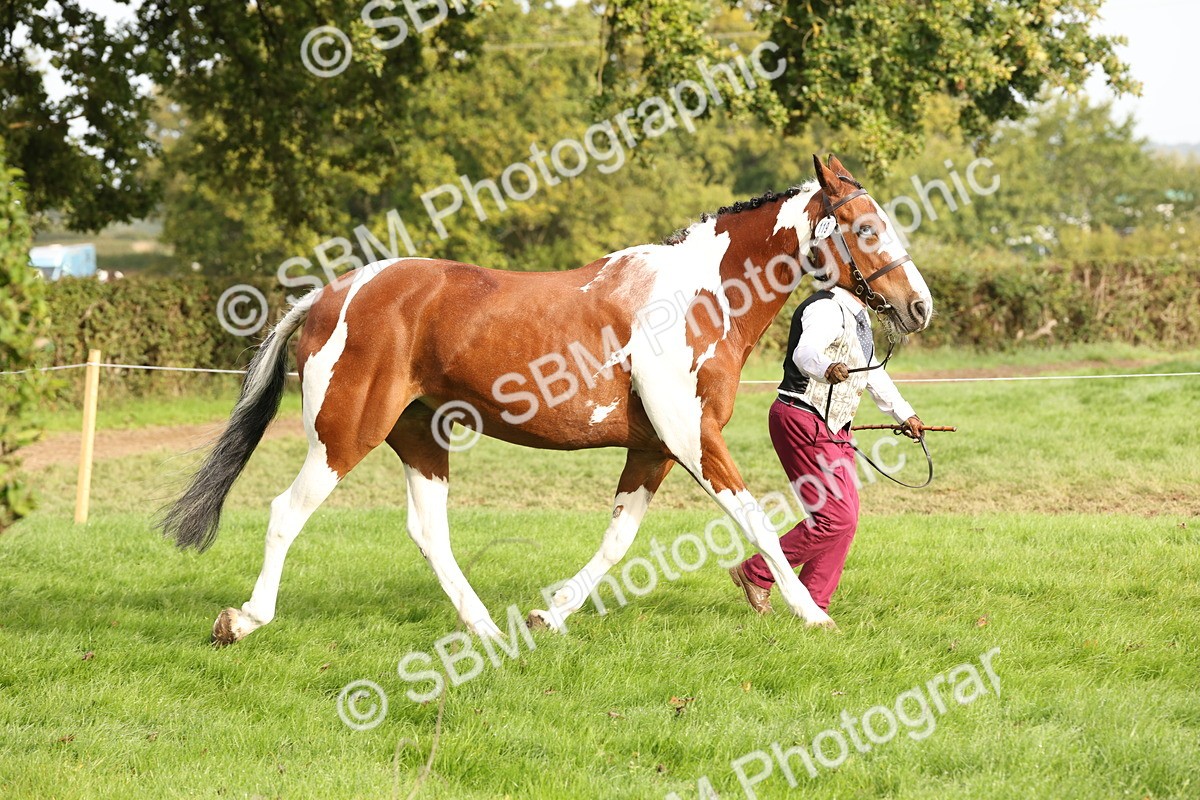SBM_56777 - S54 - Piebald & Skewbald Horse In Hand