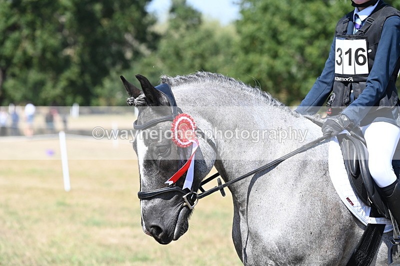 WJ6_8747 - Class 37b Best Loan Pony In-hand