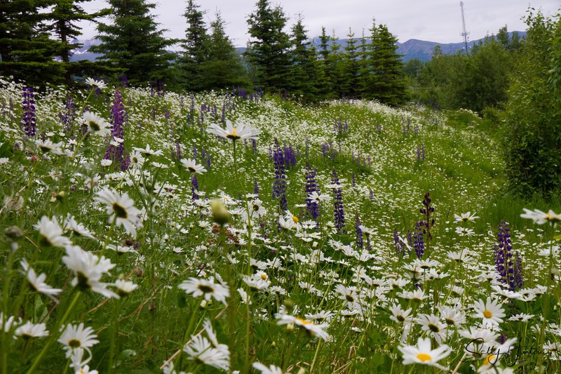 Wild Daisy Fields