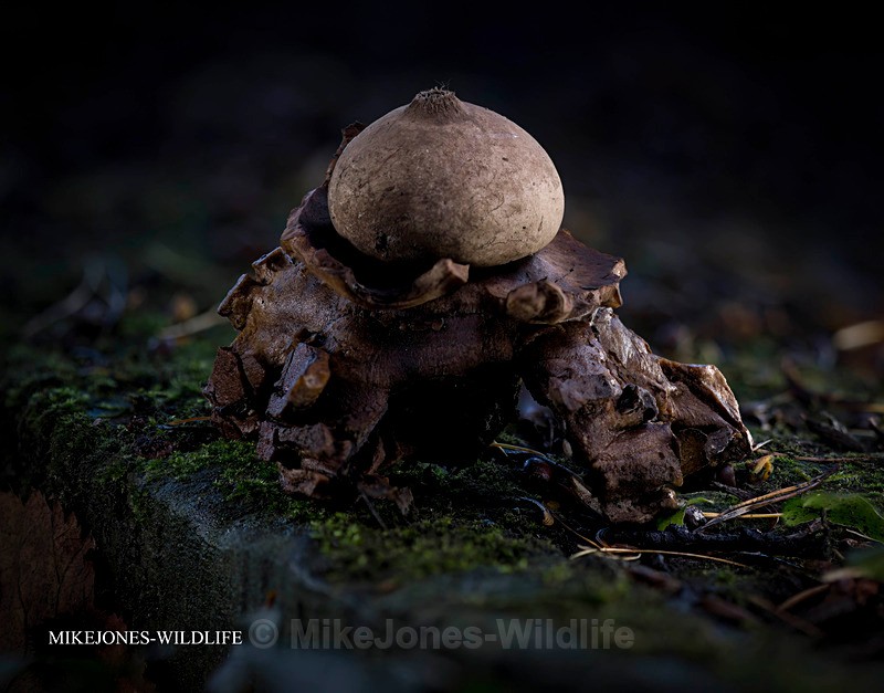 Earth star fungi, Halkyn, North wales - AUTUMN 2025 FUNGI/MUSHROOMS