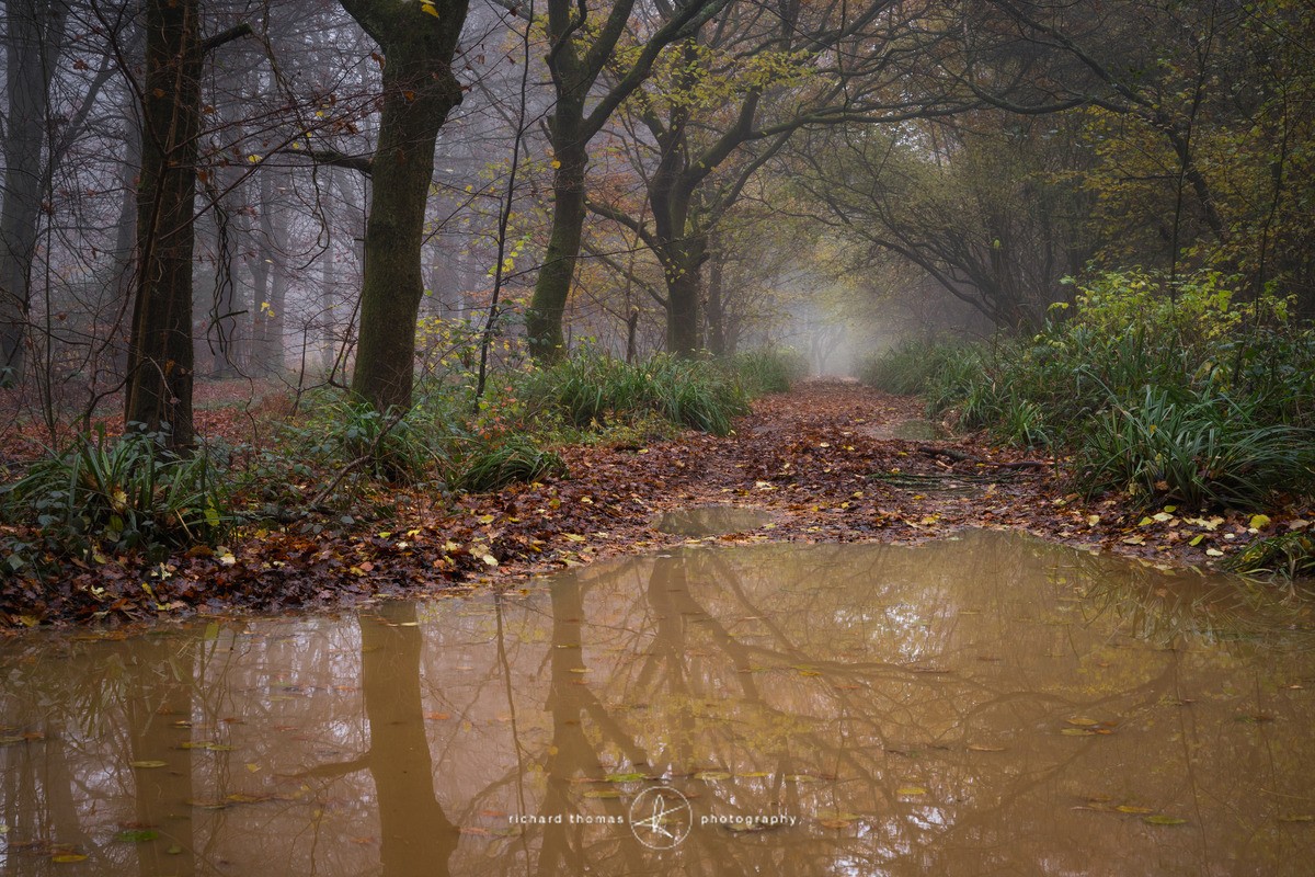 Chawton puddle - Woodland