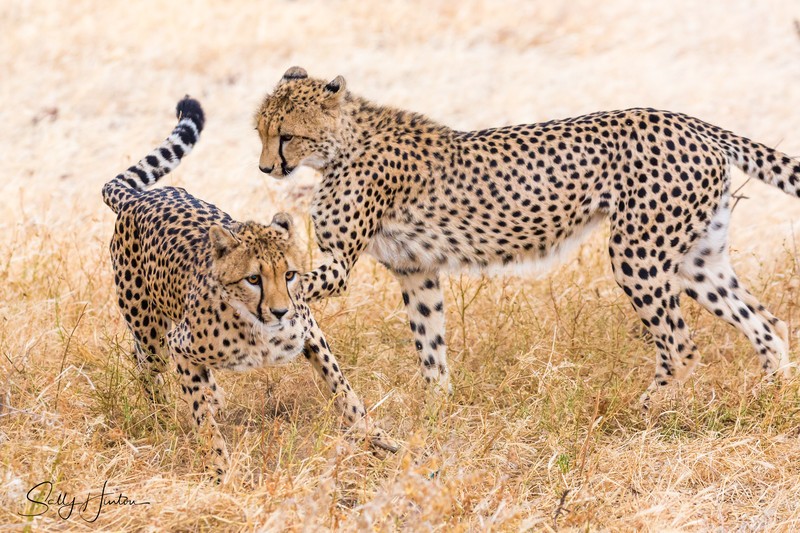 Cheetahs Playing 3