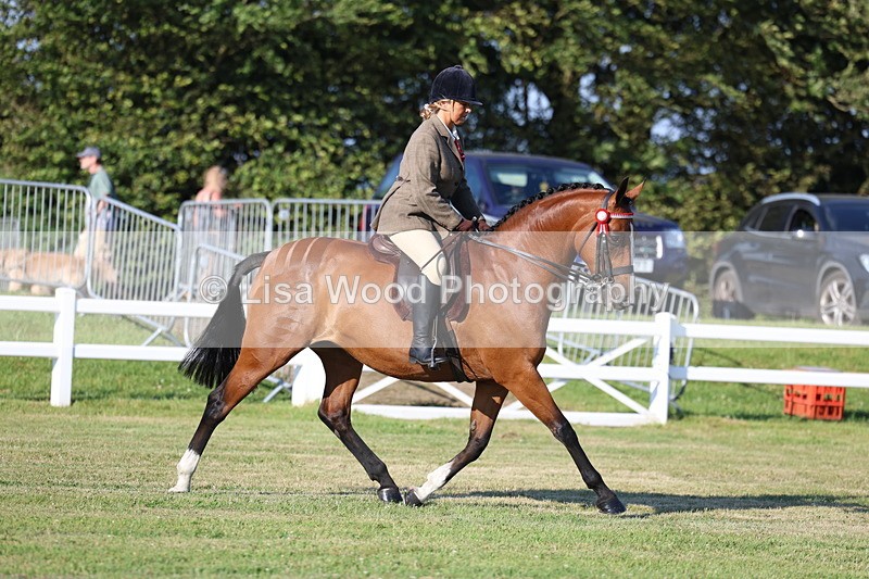 3E7A4920 - Class 1: Rising Star Small Hack/Riding Horses