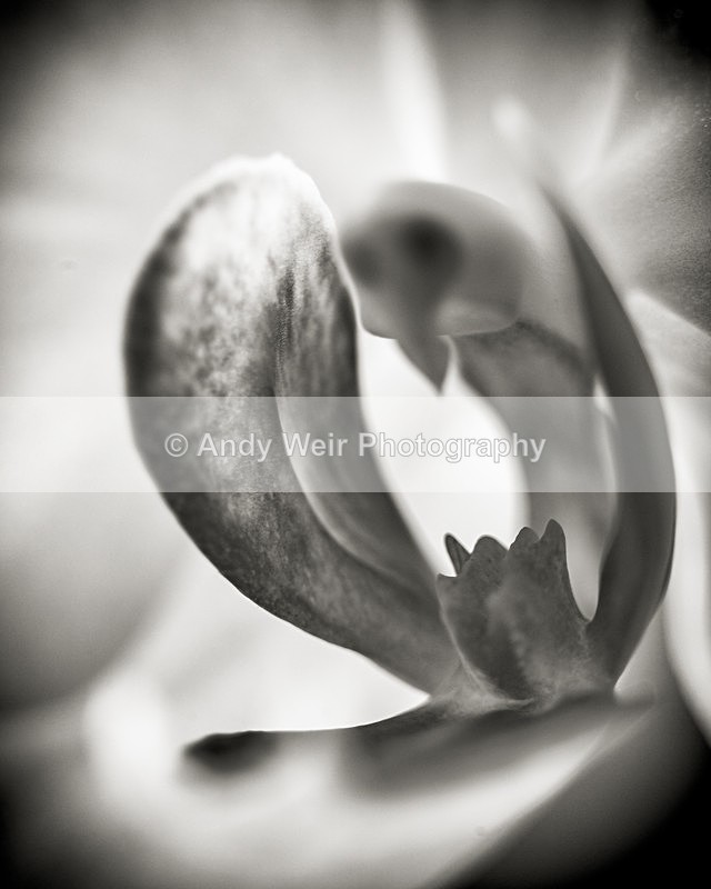 20130203-_MG_2377-1691 - Plants & Flowers