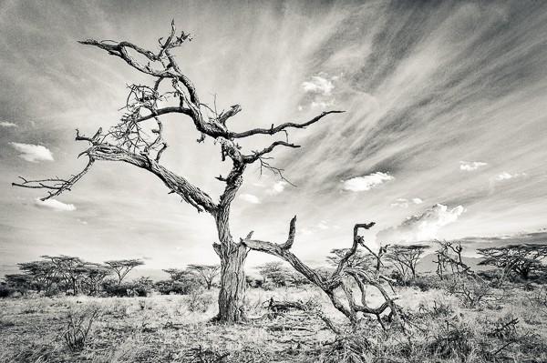 Dead Tree, Shaba National Reserve, Kenya