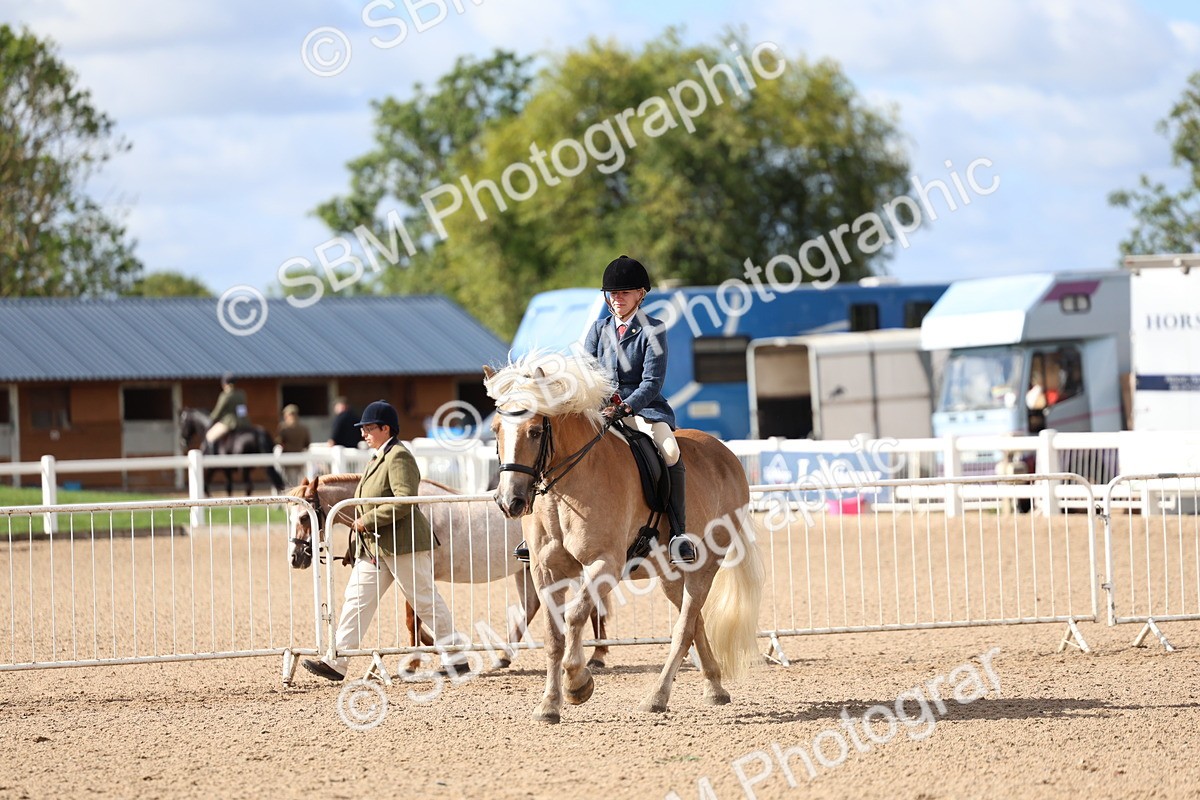 SBM_10789 - Class 305 - Ridden Foreign Breeds - Pure Bred