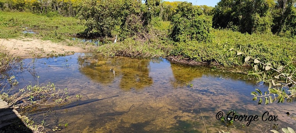 3 View from Transpantaneira road