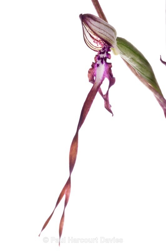  - WB: Orchids - Various