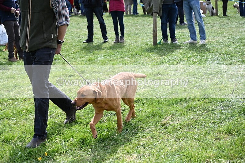 WJ6_8956 - Class 8 Best Working / Gun Dog or Bitch