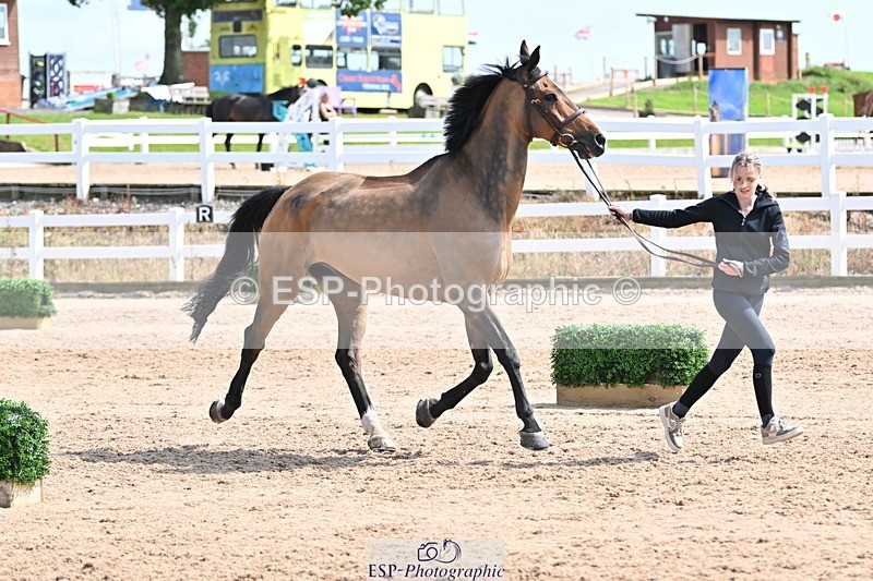 240717A-153307-02872 - Trot Up 3pm to 4pm