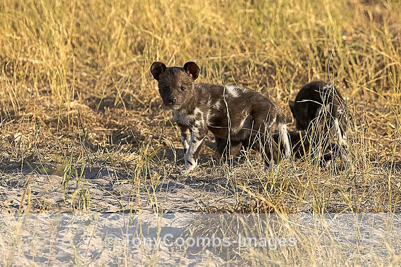 Wild Dog Pups - Botswana ~ The Mammals