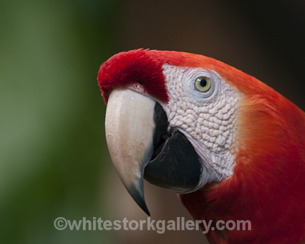 Red and White Macaw - Wildlife and Animals