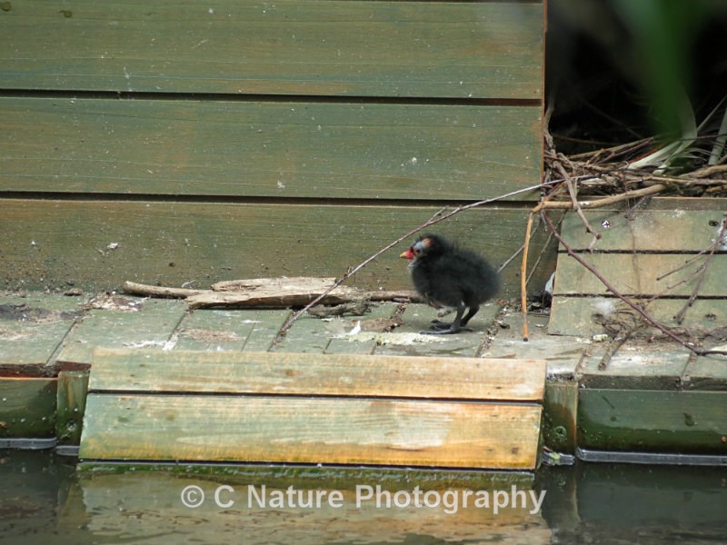 Baby Bird - Birds