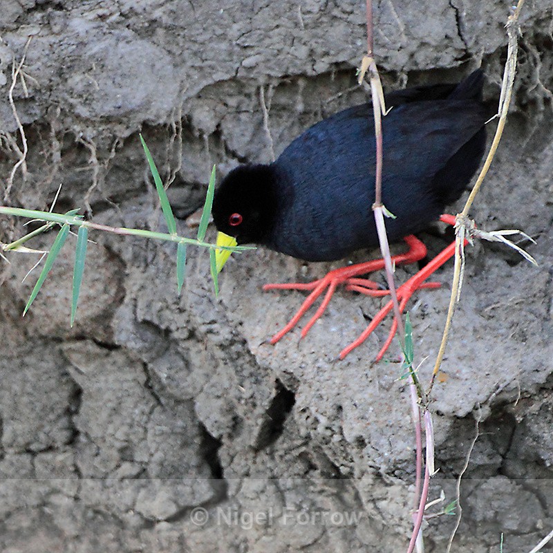 Black Crake on a river bank - Black Crake
