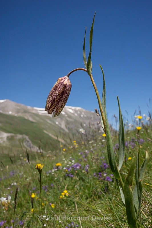 - Plants: wide-angle
