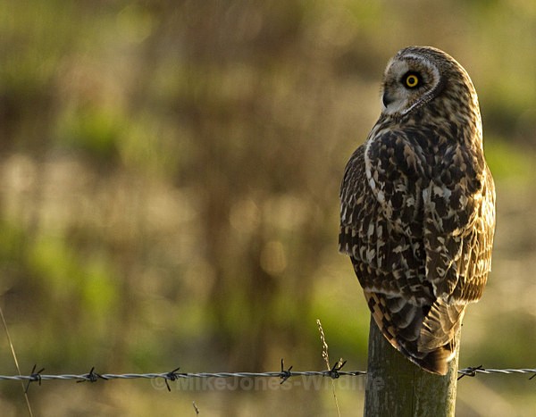 SHORT EARED OWL / REF SEO 9 - SHORT EARED OWLS