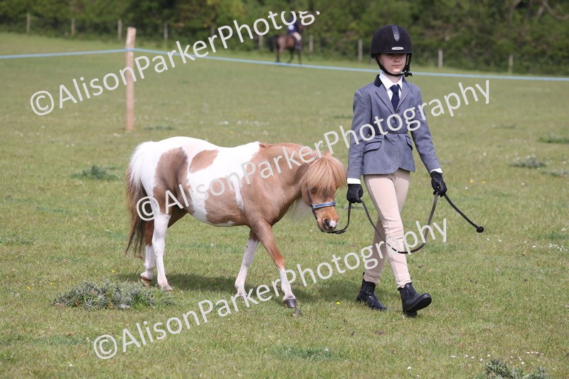 20260426-3252 - Class 26 - Shetland Ponies and Minitures