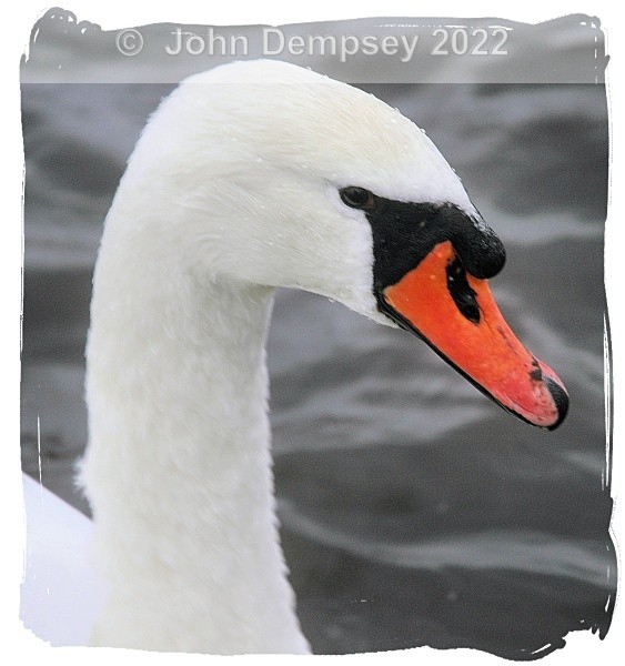 Have a look at my Cygnets - The Curlie