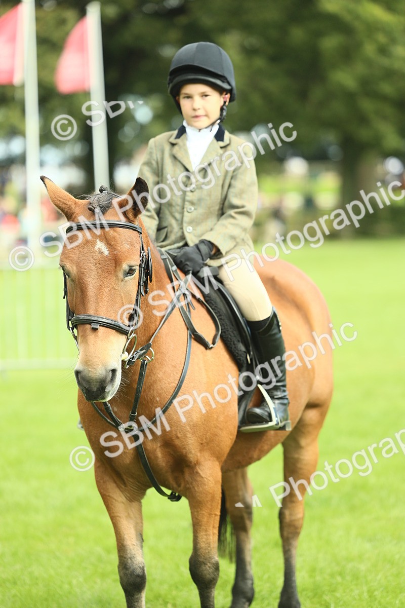 SBM_44813 - S31 - Working Hunter Pony