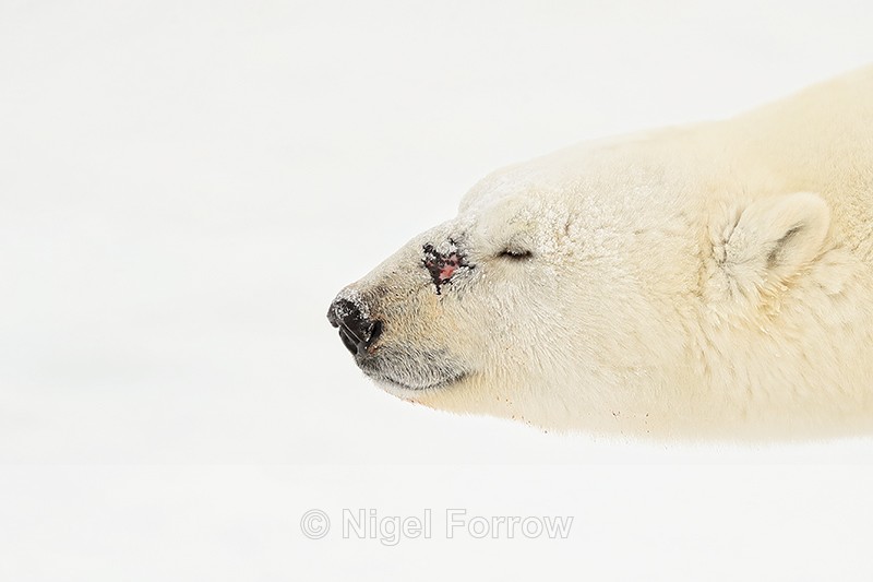Male Polar Bear close profile, Churchill, Canada - Polar Bear