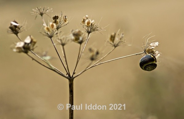 Snail Suspension - Macro