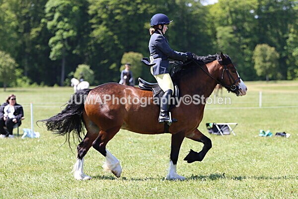 IMG_3546 - Working Hunter