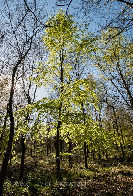 Speller Coppice 2 - Wenlock Edge