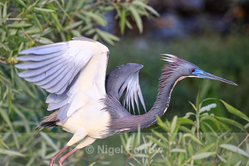Tricolored Heron with raised wings, Wakodahatchee Wetlands, Florida - Tricolored Heron