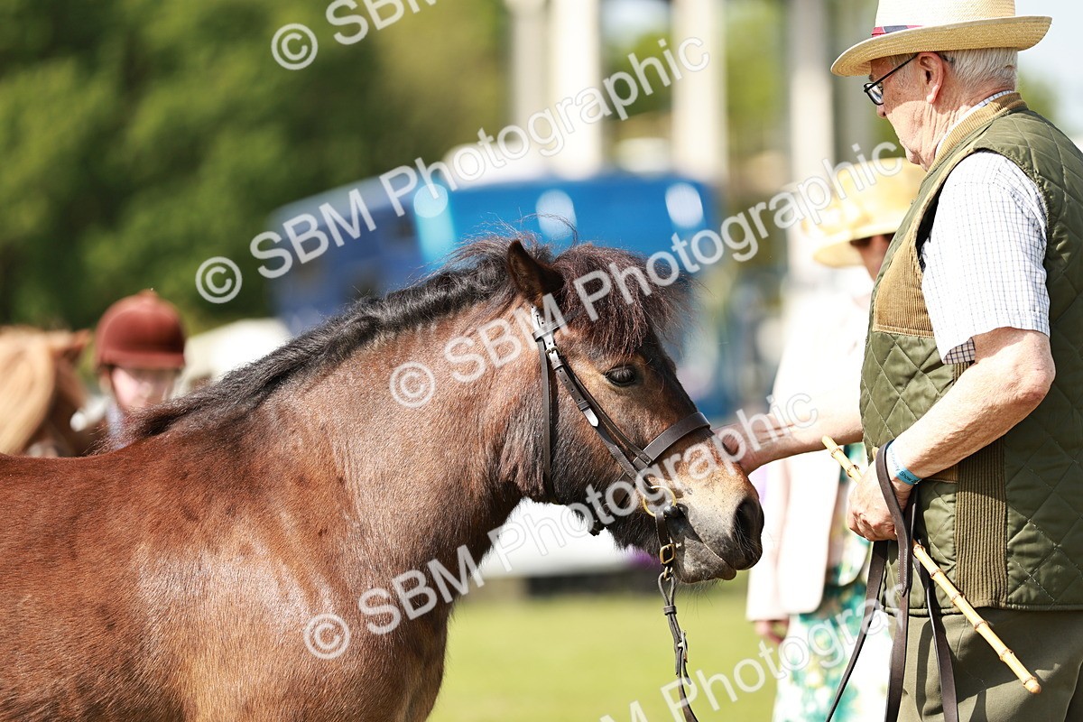 SBM_01836 - Class 14-23 - Mountain & Moorland In Hand Non Welsh
