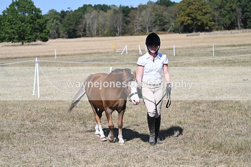 WJ7_1479 - Class 42 Most Handsome Gelding