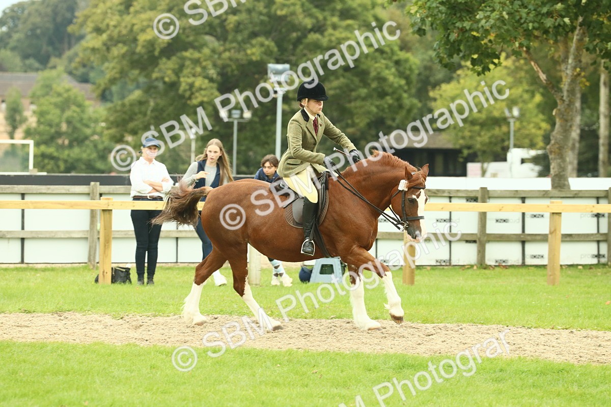 SBM_72126 - S60 - Mountain & Moorland Ridden Large Breeds