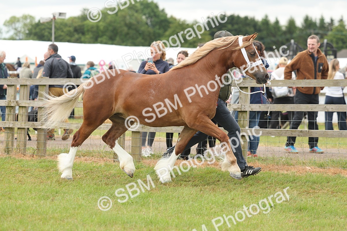 SBM_05031 - Class 50-57 - M&M Welsh Pony In Hand