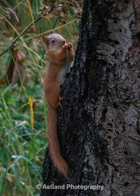 Red Squirrel - Latest Images