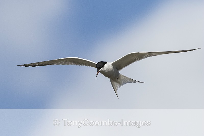 Common Tern - Birds