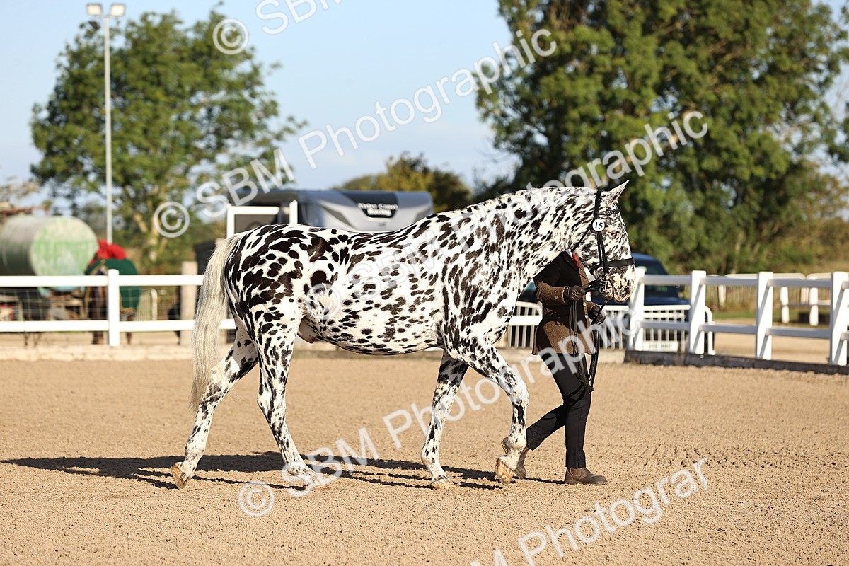 SBM_08310 - Class 401 - IH Veteran Horse