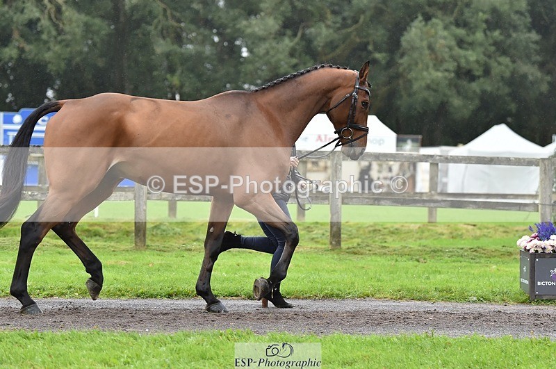 231018-122520-00281 - 034-COOLEY.PARK.MUZE-Gemma.Stevens-TrotUp