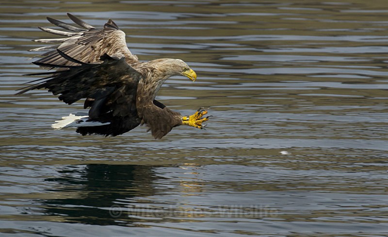 White tailed Eagle, Isle of Mull, Scotland - FAVOURITES WILDLIFE GALLERY. Selected images from the wildlife collections.