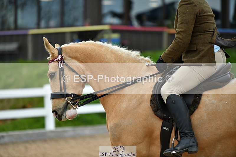 230416A-134303-04922 - Cls 60 Ridden Show Horse