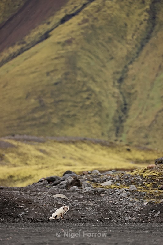 Arctic Fox in volcanic landscape, Iceland - Arctic Fox