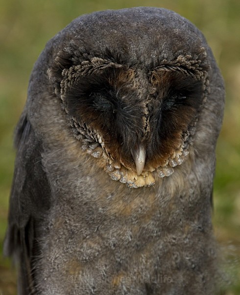 ' BLACK BARN OWL ' - ' BLACK BARN OWL '