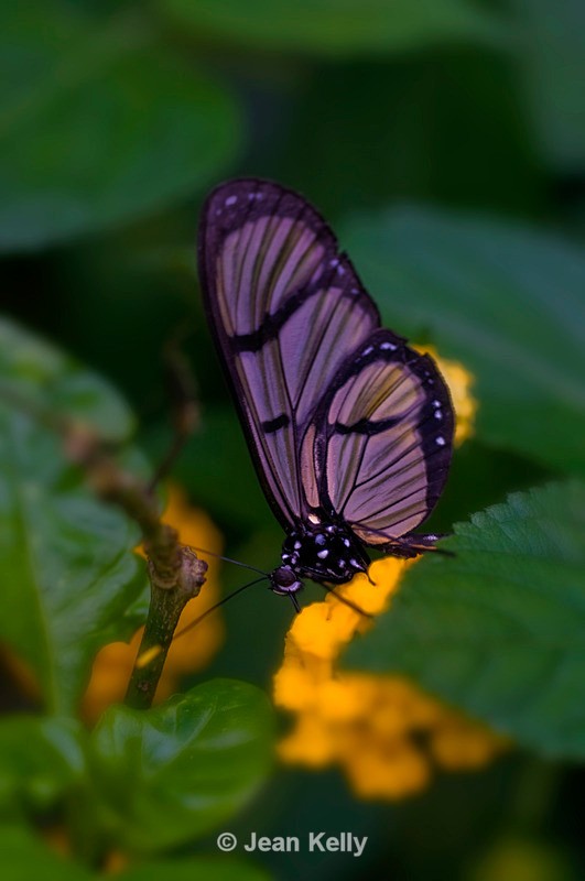 Butterfly - 0175 - Insects