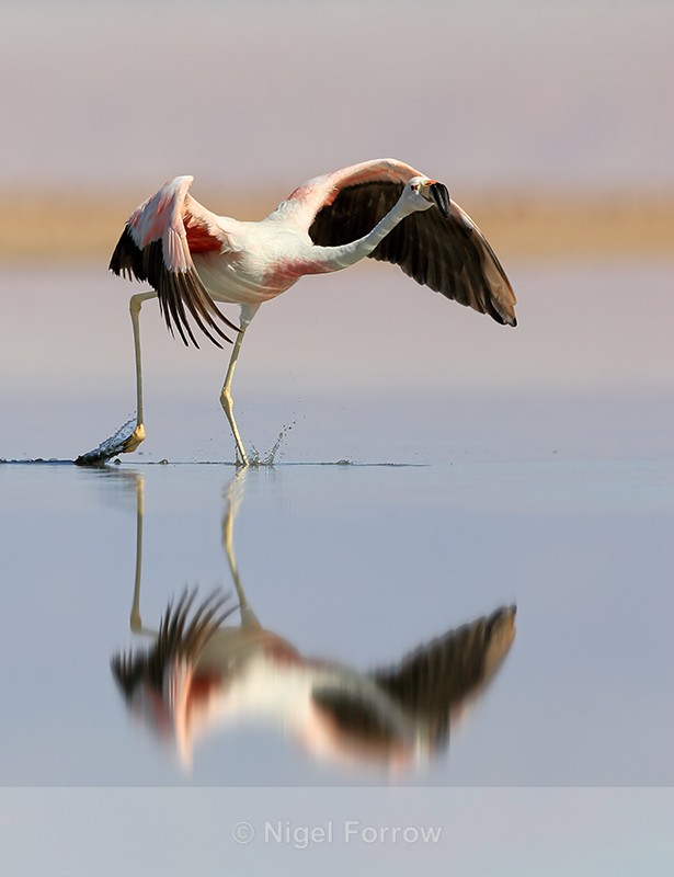 Andean Flamingo beginning take off, Laguna Chaxas, Chile - Andean Flamingo