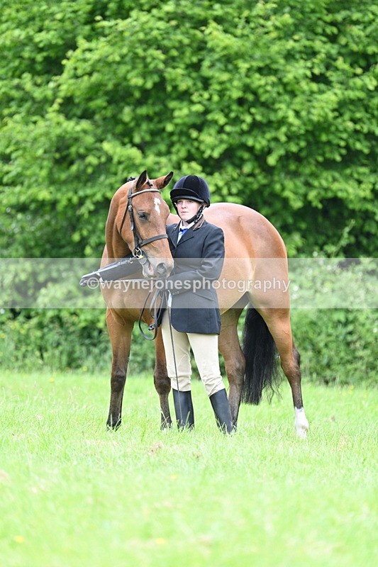 WJ7_3769 - Class 14A Handsome Gelding