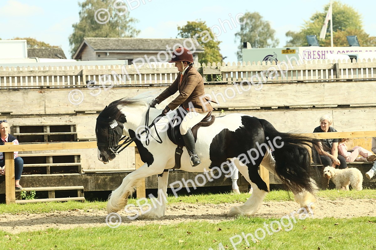 SBM_68799 - S58 - Mini Show Cob Ridden