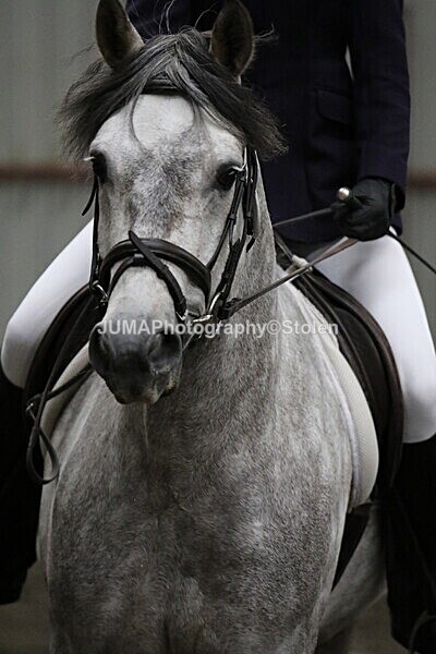 SIAL4029 - CAbin Dressage 5th july 2025